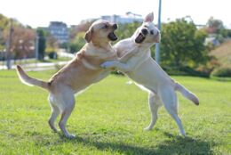 Hundehaftpflichtversicherung: BGH fällt Urteil zum Schadenersatz