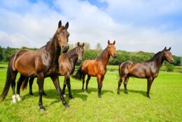 Pferdehaftpflichtversicherung: Was gibt es zu beachten beim Weideunfall?