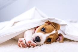 Jeder Tierhalter sollte eine Hundehaftpflichtversicherung abgeschlossen haben